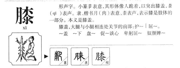 是什么膝字意为膝xī大腿和小腿相连的关节的前部 膝盖骨