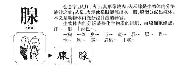 腺怎么读拼音图片